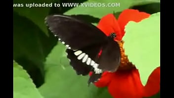 Butterfly – XVIDEOS.COM